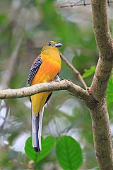 Orange-breasted Trogon